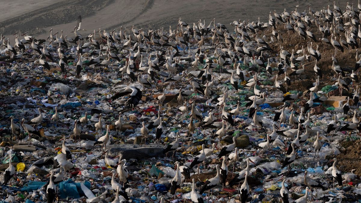 Fotky: Čápi si libují v odpadcích. Už ani nechtějí na zimu do Afriky